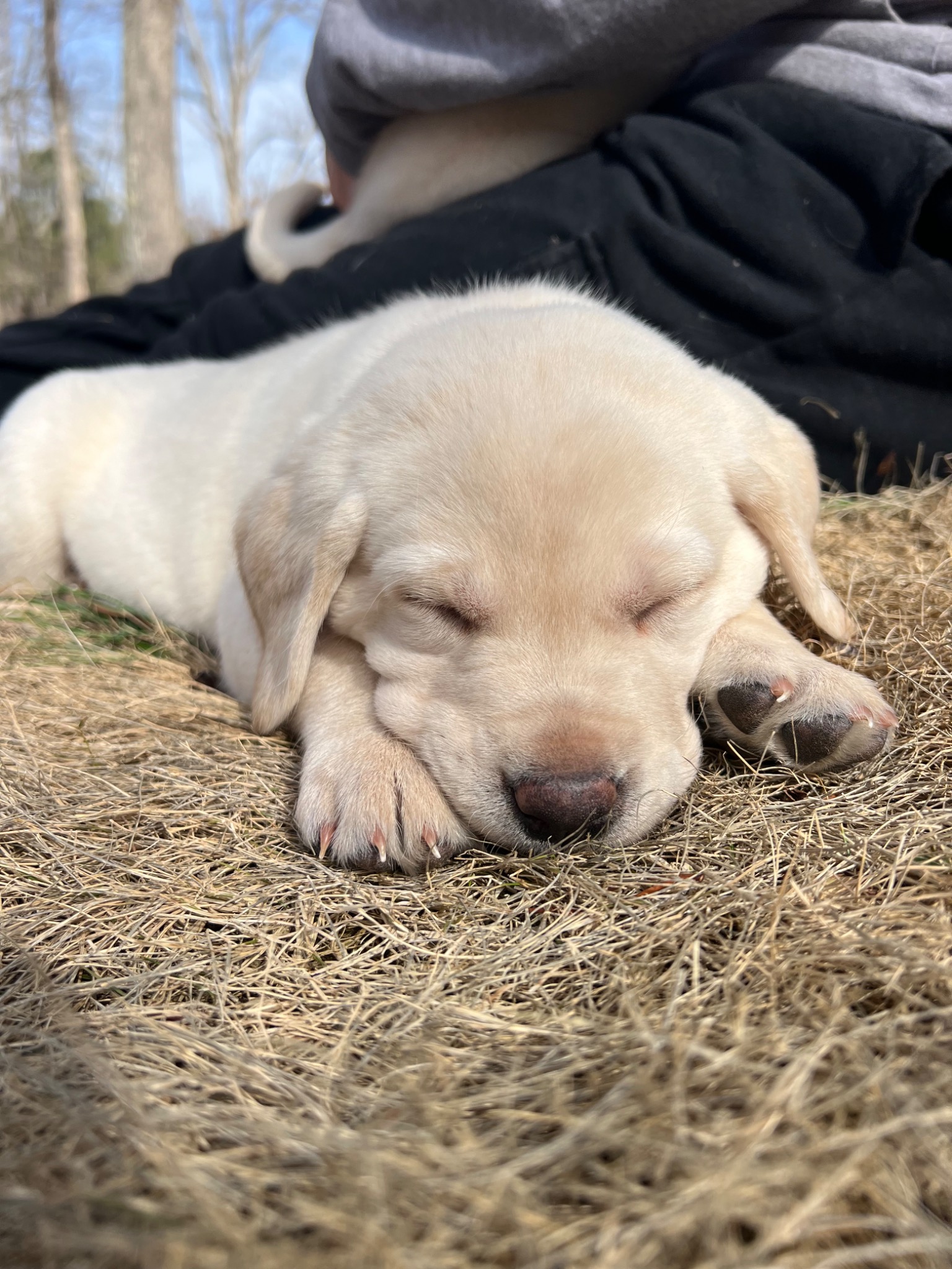 Sleepy puppy napping outdoors