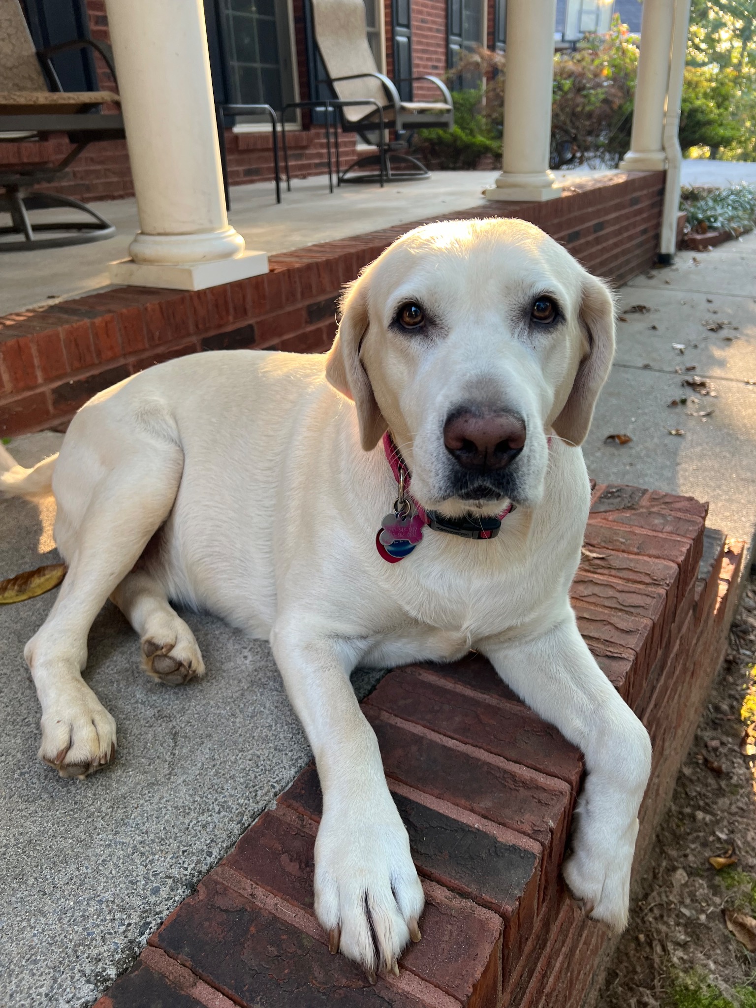 Bella relaxing on the porch