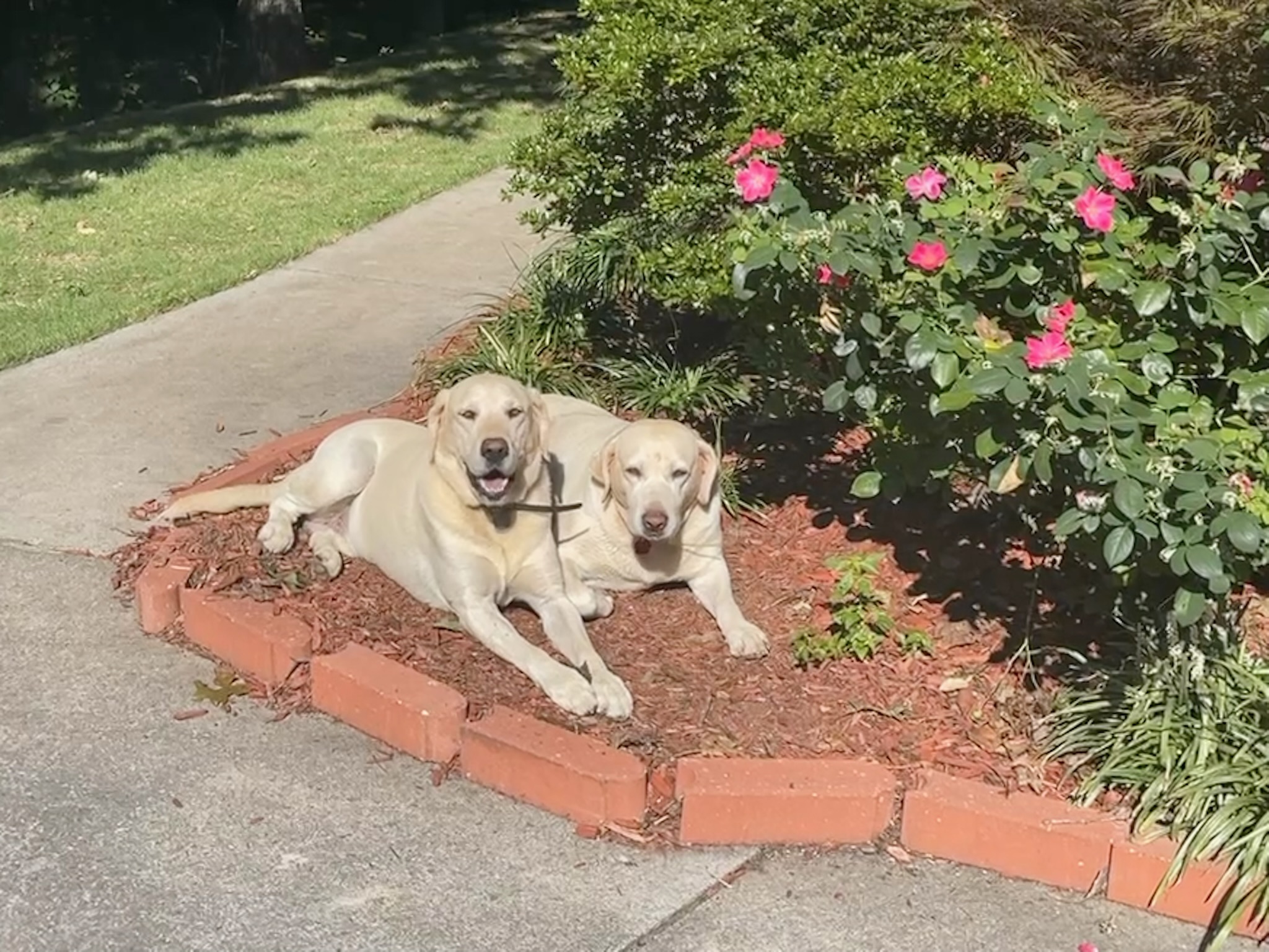 Beau and Bella in the garden