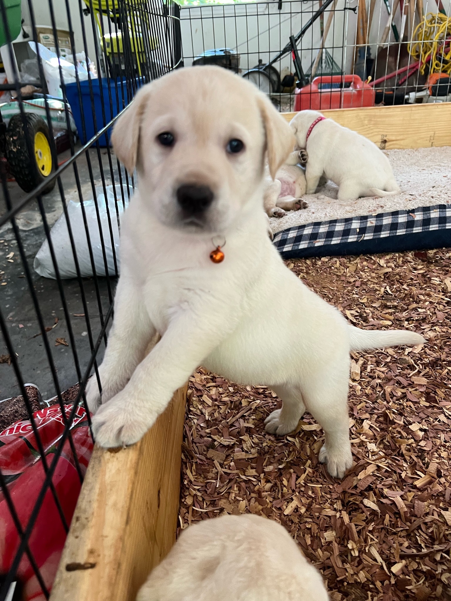 Curious puppy exploring