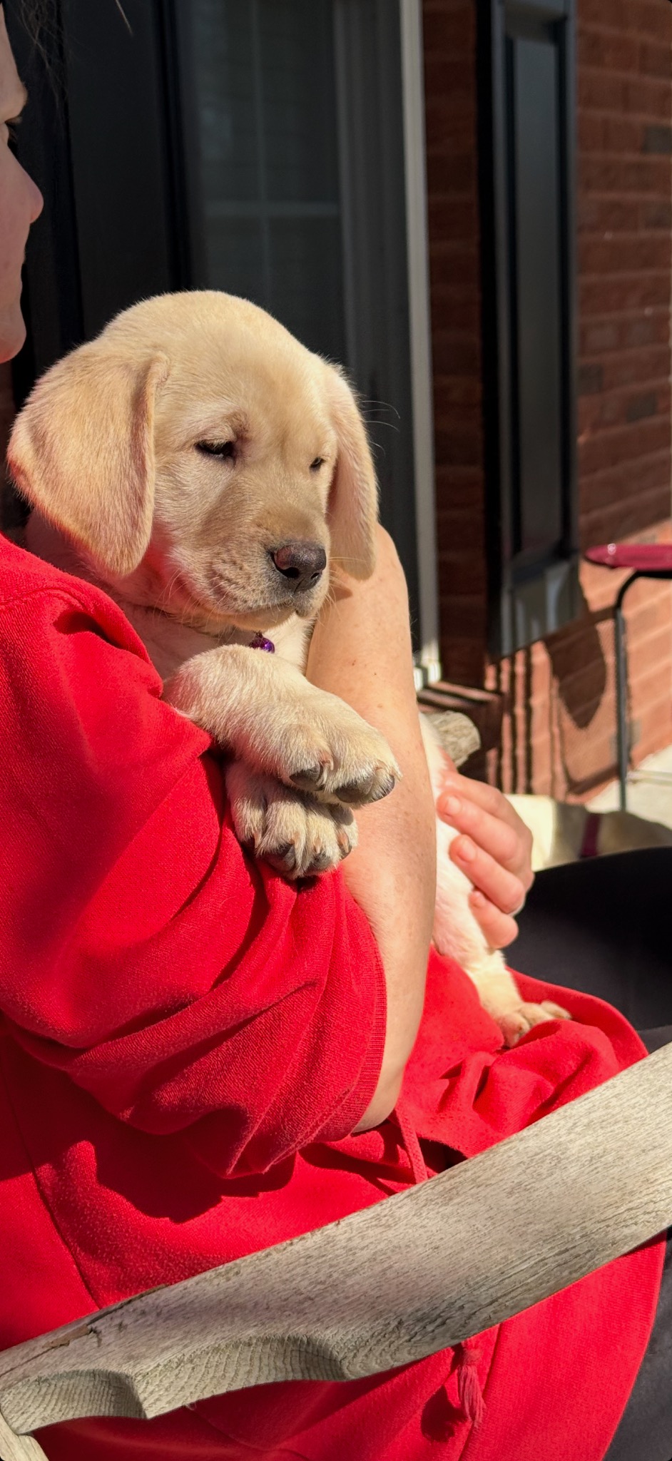 Puppy being held on the porch