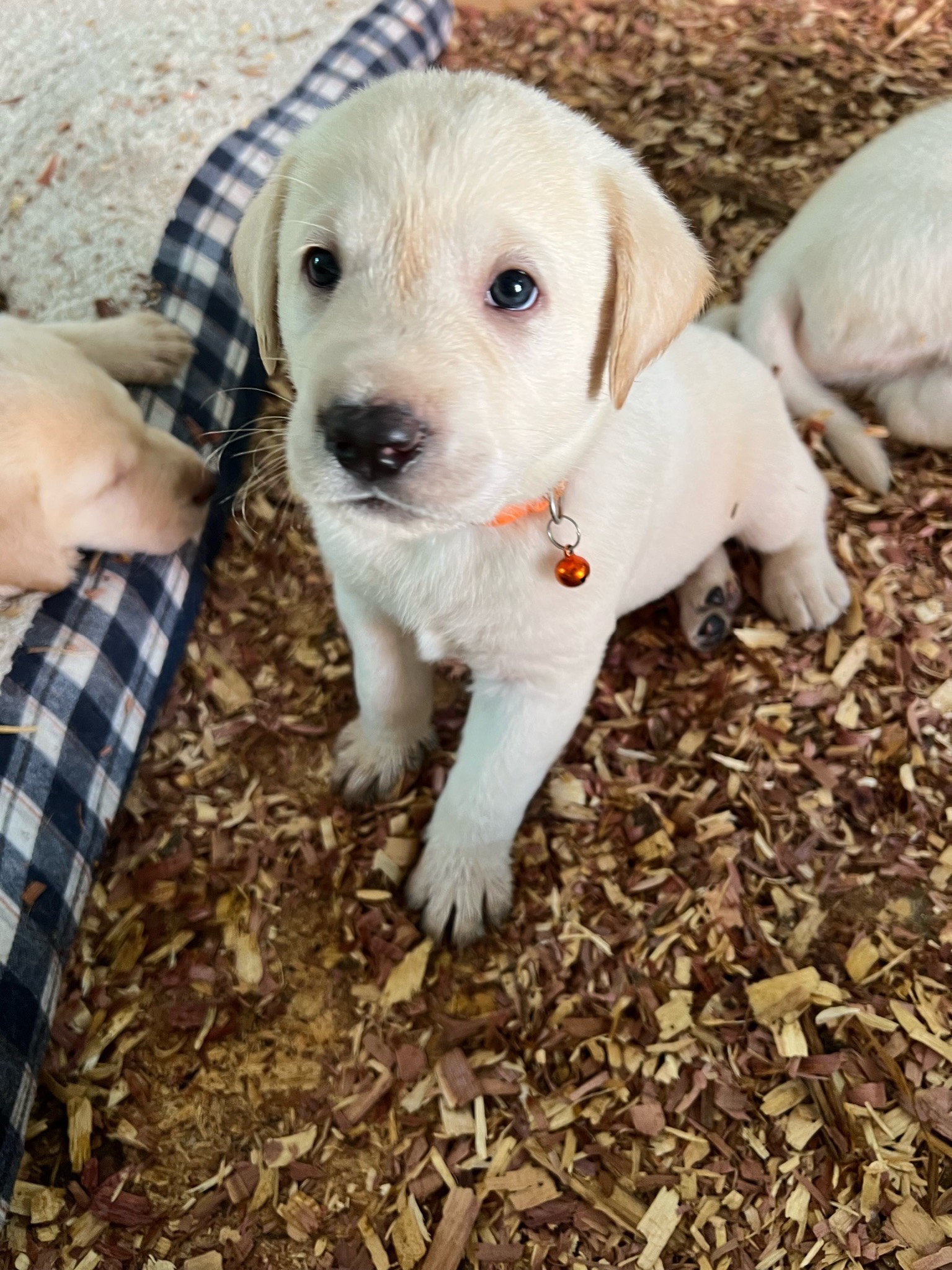 Adorable puppy with orange collar