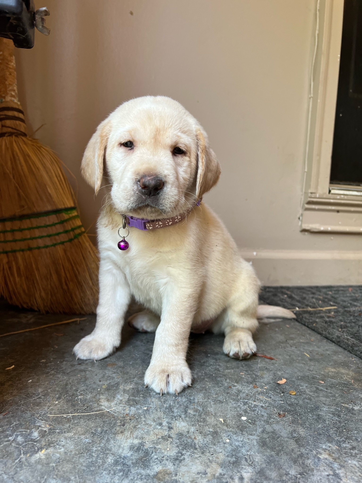 Sweet puppy with purple collar