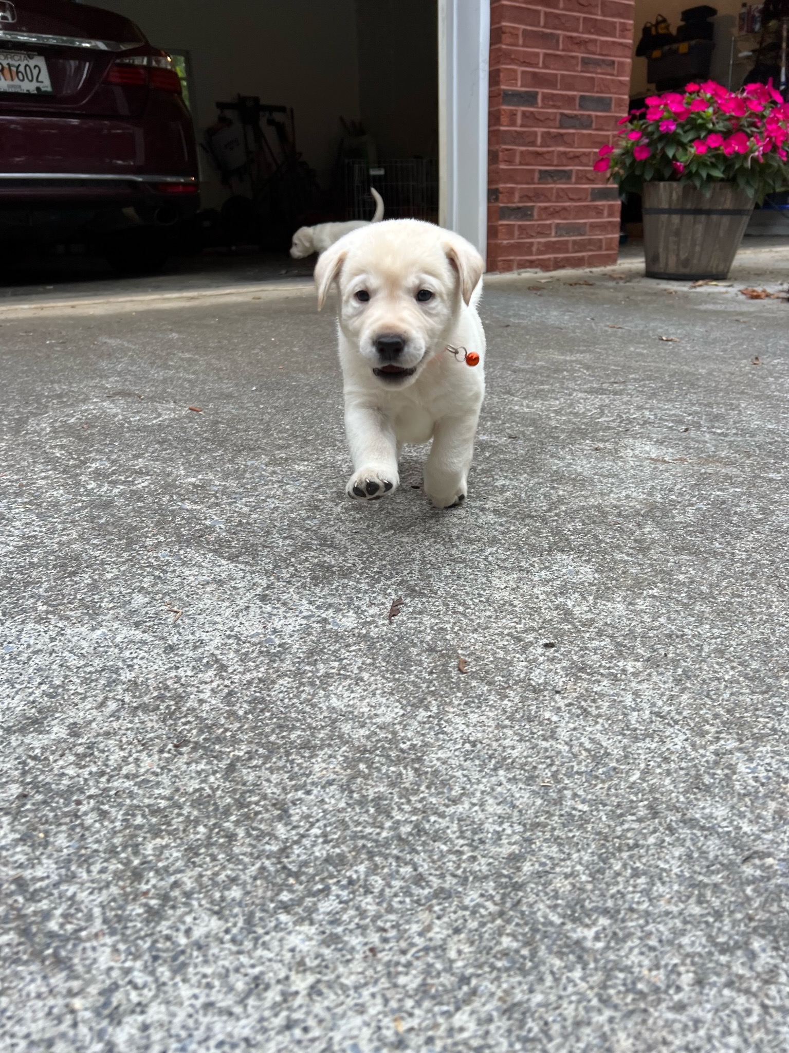 Puppy taking first steps